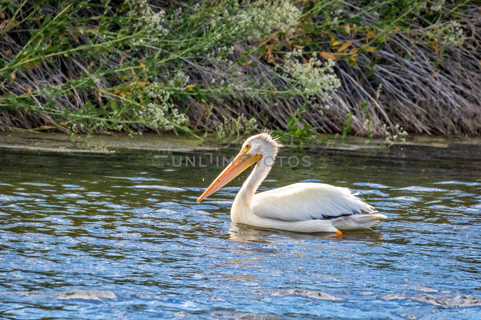 American White Pelican swimming in water by gepeng