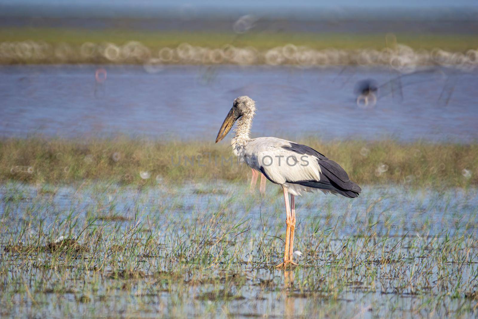 Birds live and swim in freshwater lakes, local birds in the world wetlands (Ramsa site).