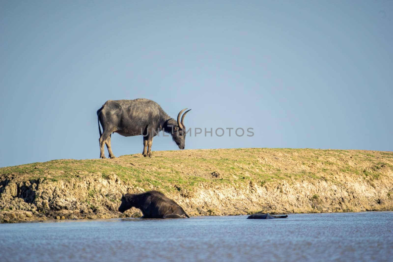 Buffalo on the mound Beside the pond, transformed by mud, it was eating grass