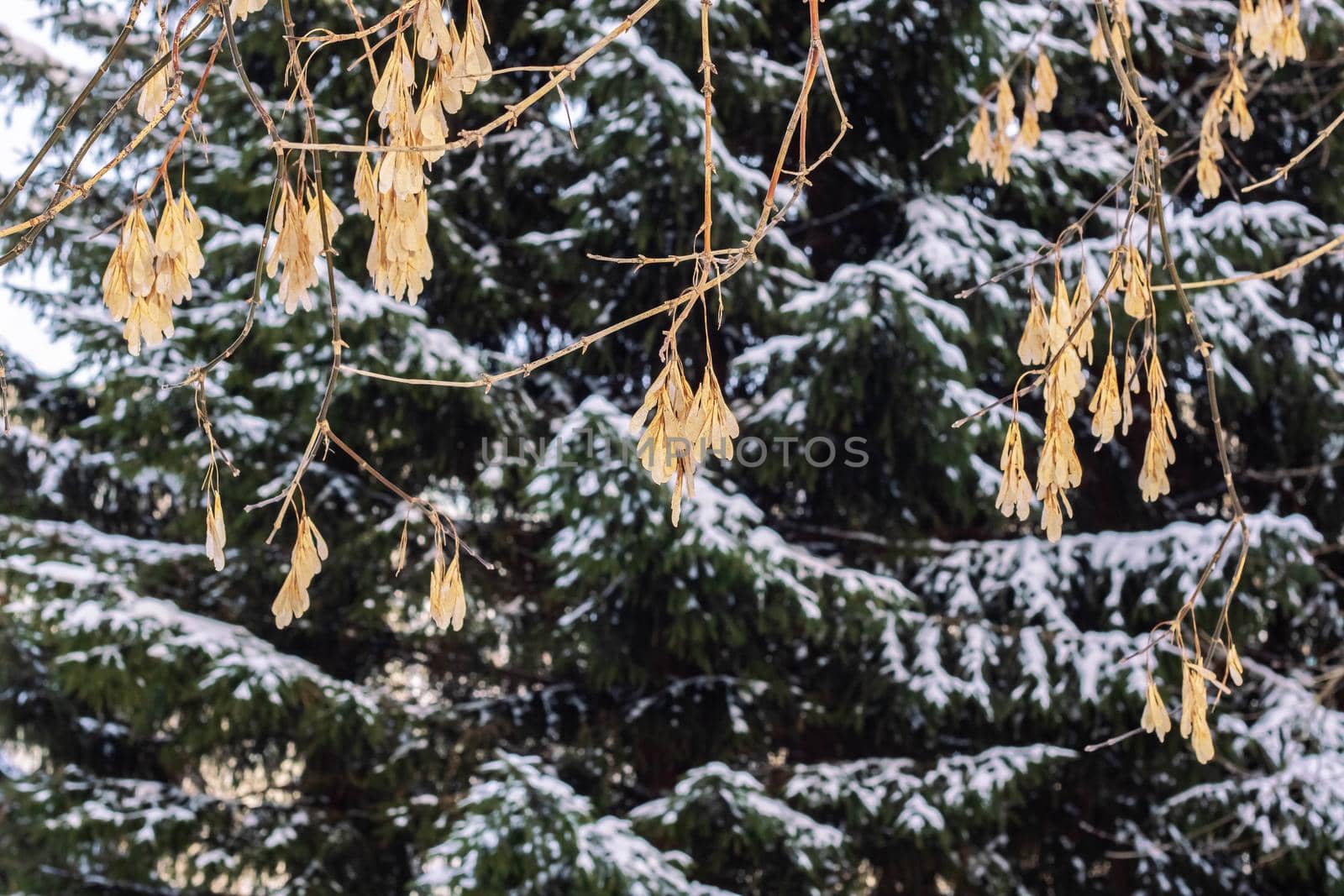 Dry leaves on branches on background of snow forest by Vera1703