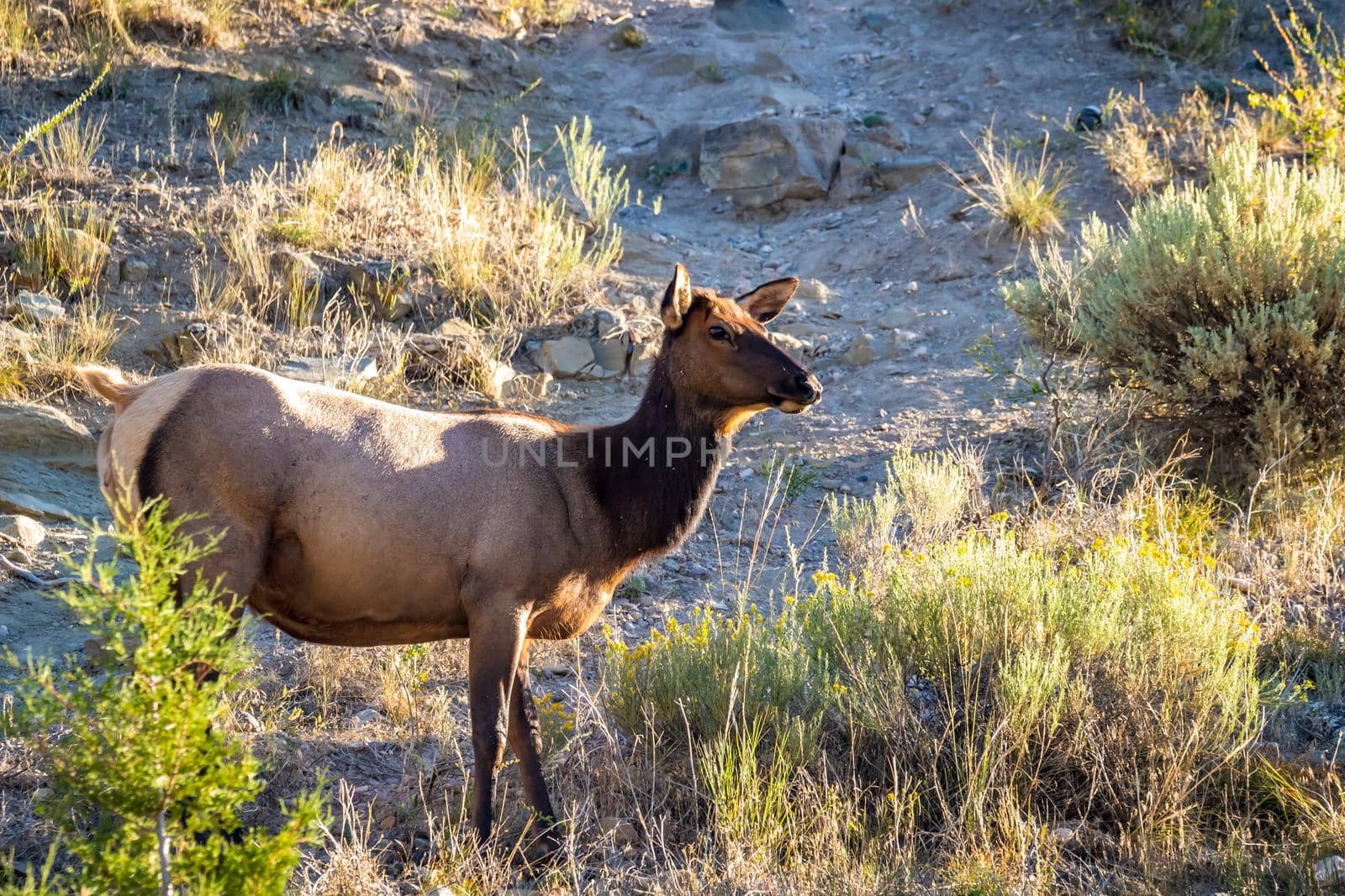 Wild Elk in Yellowstone by gepeng