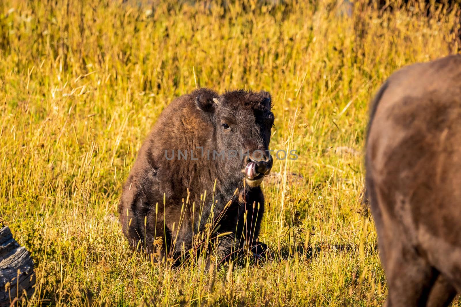 WIld bison calf resting at Yellowstone National Park