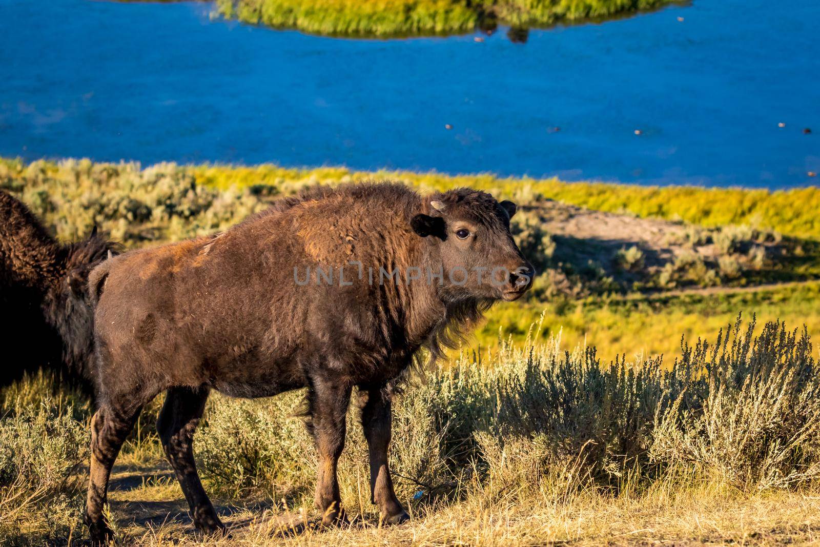 WIld bison calf at Yellowstone National Park