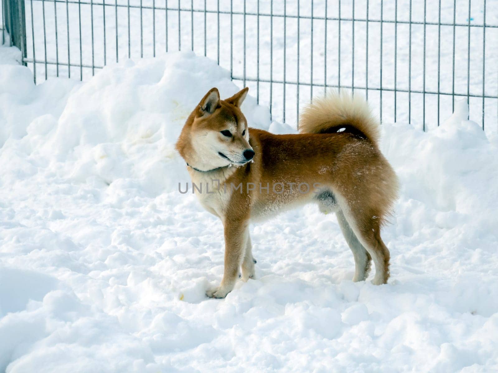 Japanese red coat dog is in winter forest. Portrait of beautiful Shiba inu male standing in the forest on the snow and trees background. High quality photo. Walk in winter