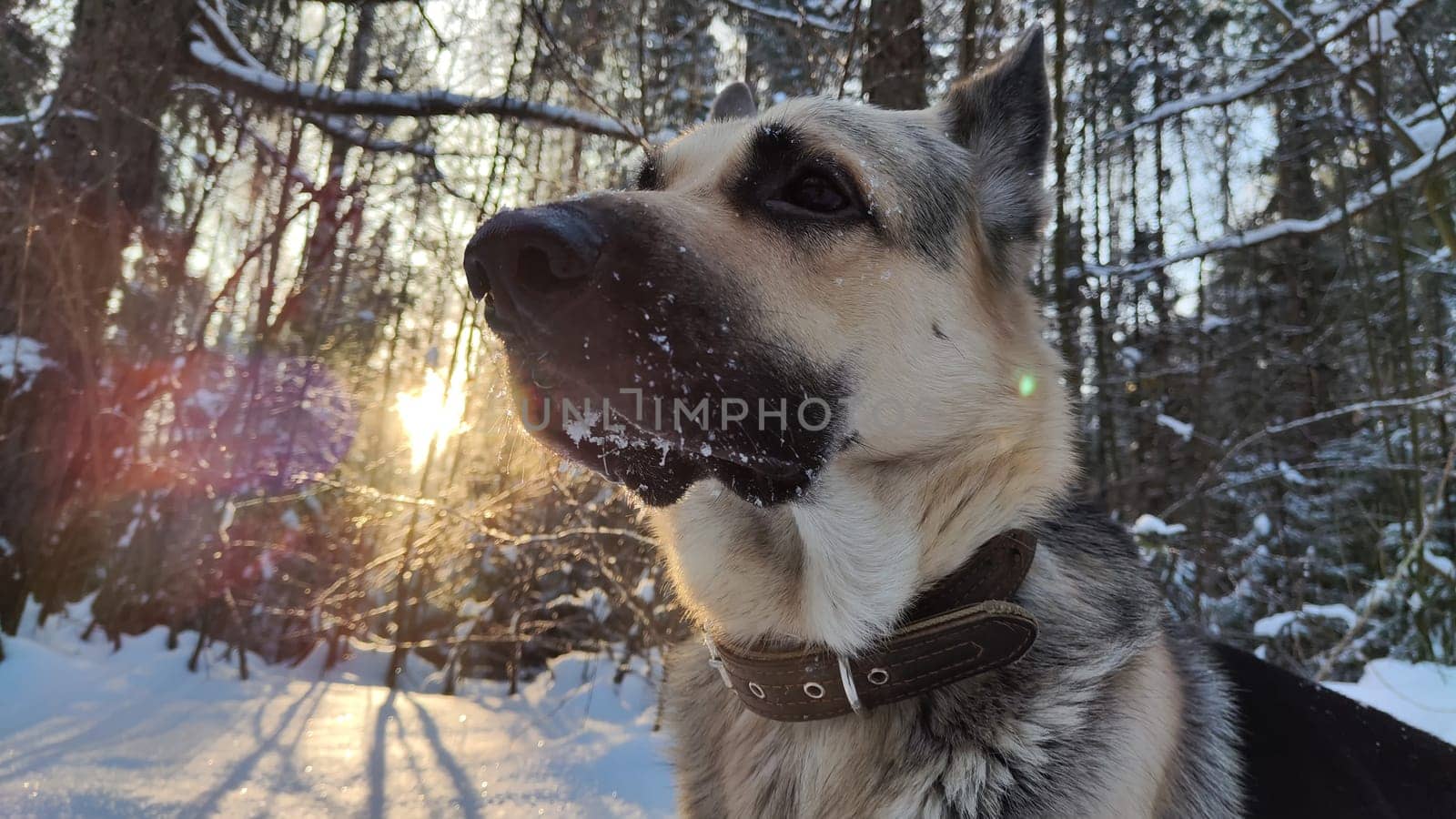 Dog German Shepherd in winter day and white snow arround. Waiting eastern European dog veo in cold weather