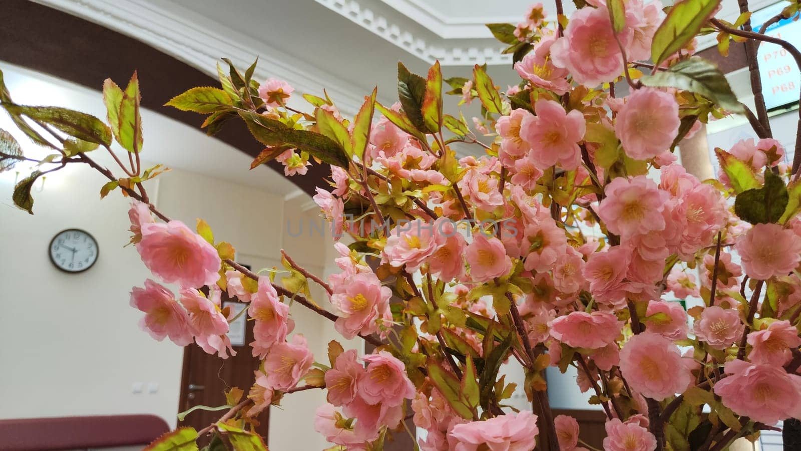 Branches with delicate spring pink cherry blossoms on the background of white ceiling with stucco. Beautiful interior
