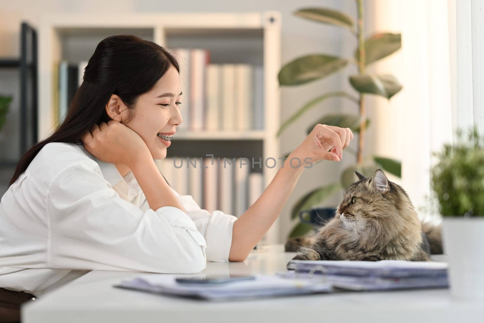 Shot of happy young woman playing her fluffy gray cat lying on desk at home office. Love, friendship and pets concept.