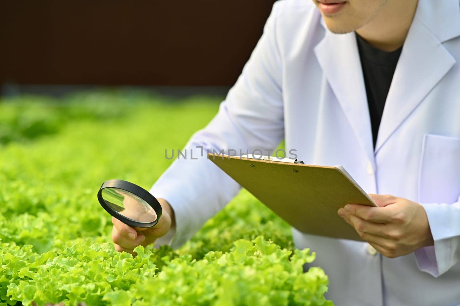 Cropped shot of agricultural researcher observing organic vegetable with magnifying glass in industrial greenhouse.