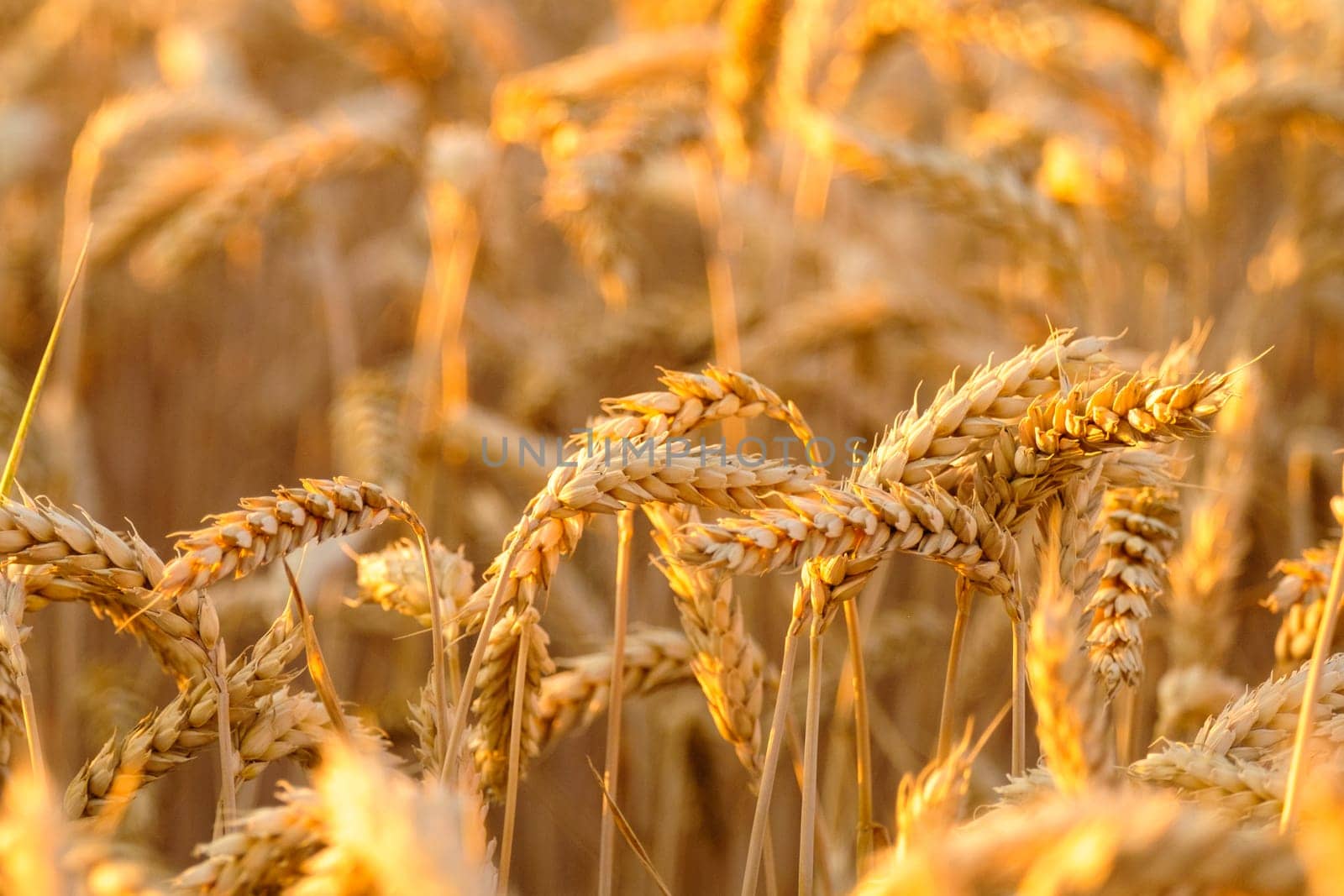 Golden spikelets grow in rural wheat field illuminated by sunlight on summer day. Agriculture and seasonal harvest in countryside close view