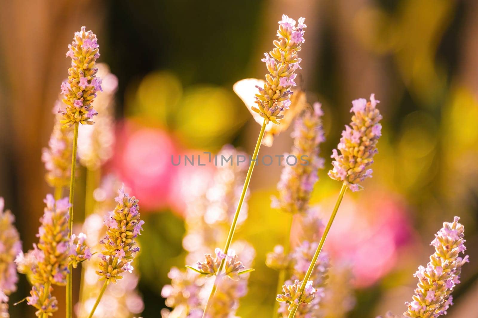 Inflorescence of wild grass with small purple blooms in field at sunlight. Little butterfly sitting on flower on blurry background