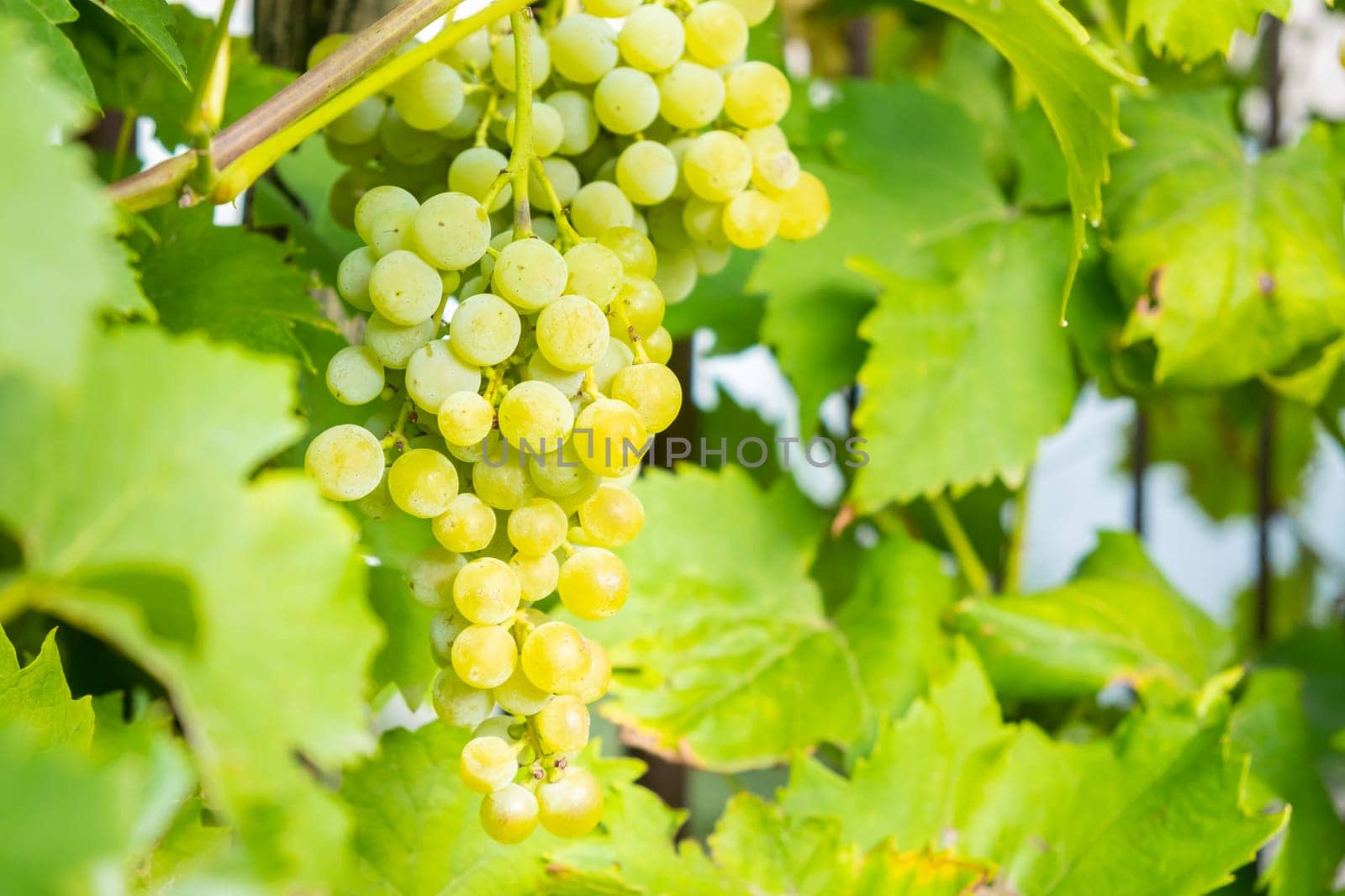 Ripe white grape bunches on a vineyard in summer. Good harvest for prosecco or sparkling wine production.
