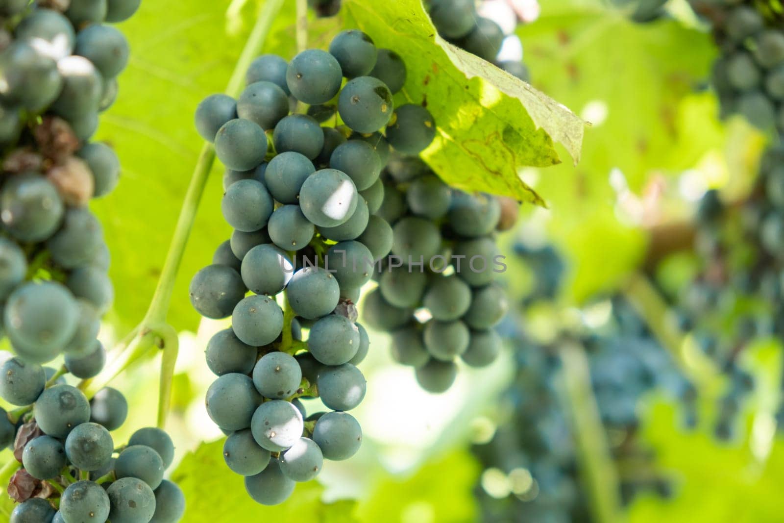 Bunches of black ripe grapes ripen on a branch before wine production in vineyard.