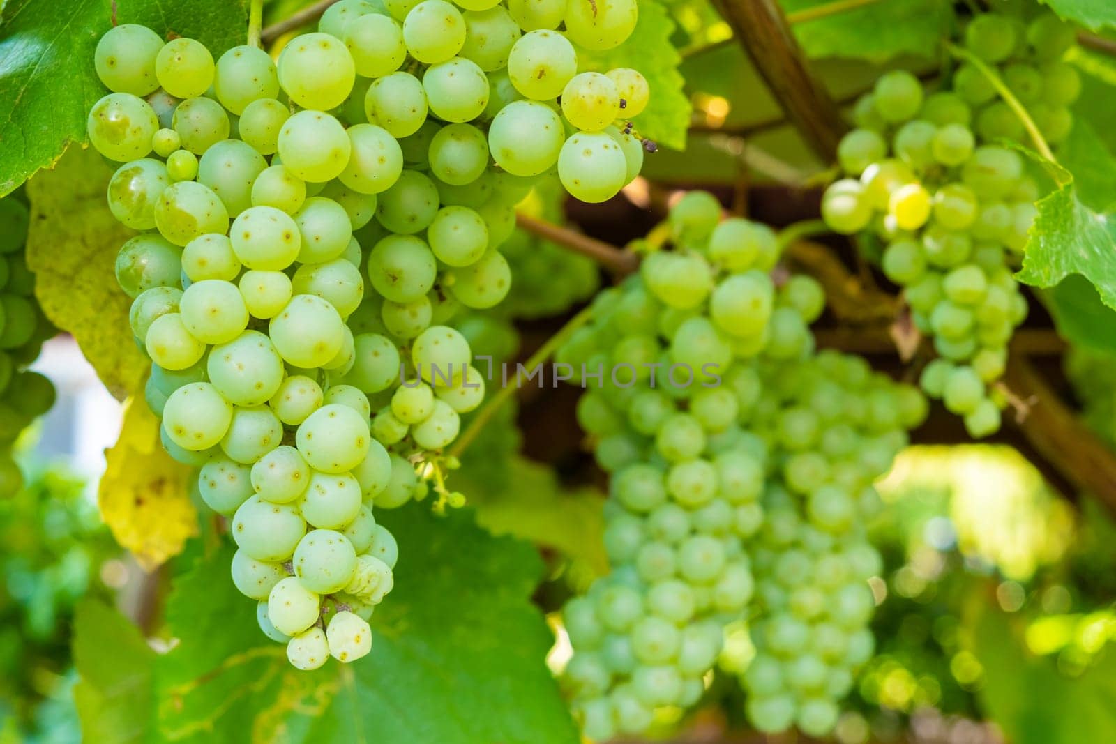 Ripe white grape bunches on a vineyard in summer. Good harvest for prosecco or sparkling wine production.