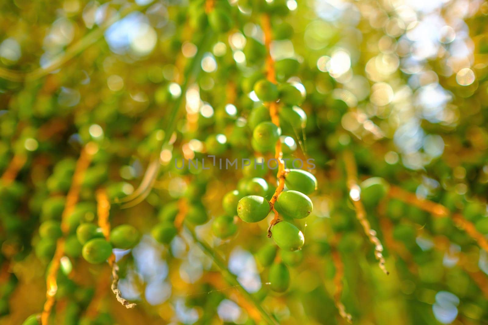 Date palm tree with branches of unripe green fruits. Exotic date palm tree with unripe green fruits at bright sunlight. Sun ray break through branches closeup