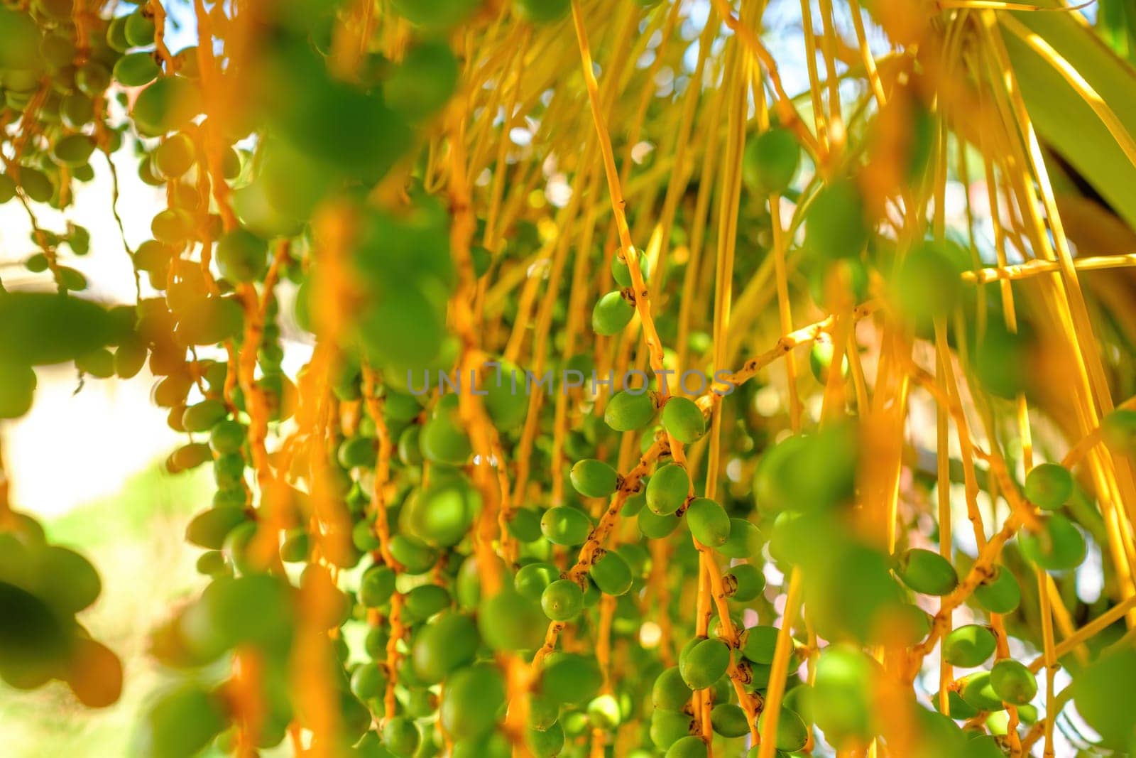 Unripe green fruits branches grow on date palm tree. Branches sway and tangle in wind at back sunlight. Palm tree casts shadow closeup