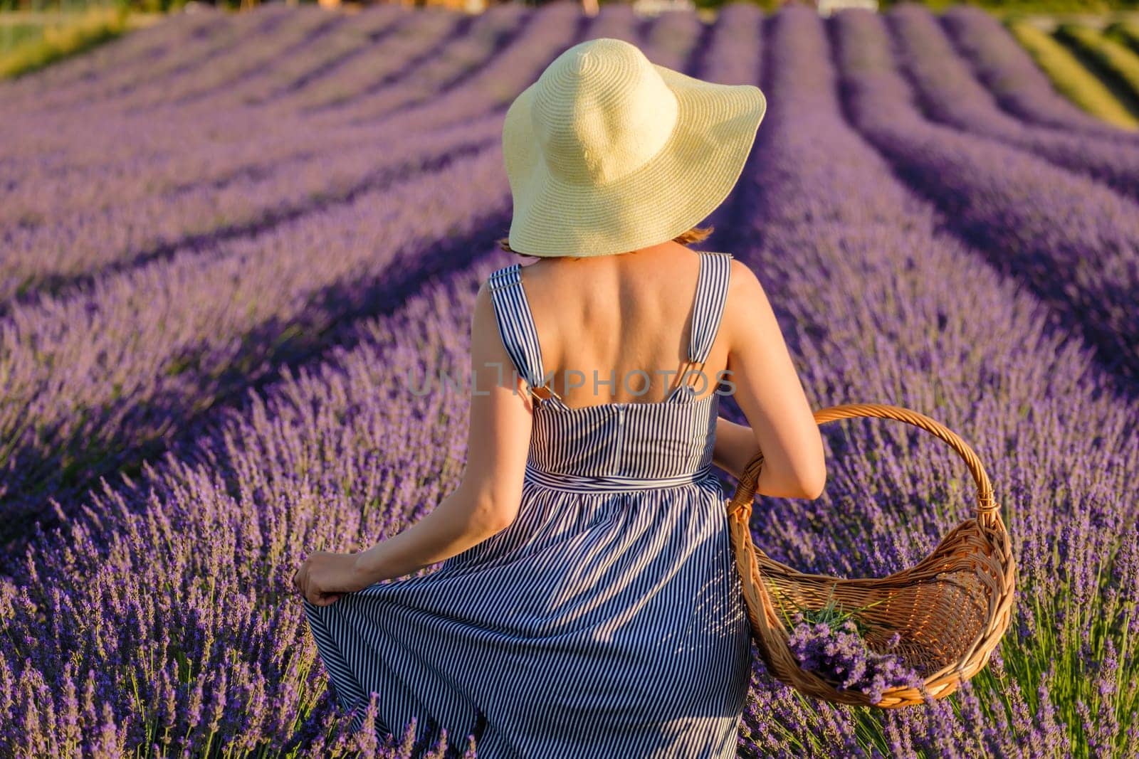 Young woman in straw hat enjoys walking in lavender field on sunny day. Lady holds wicker basket with fresh violet flowers backside view