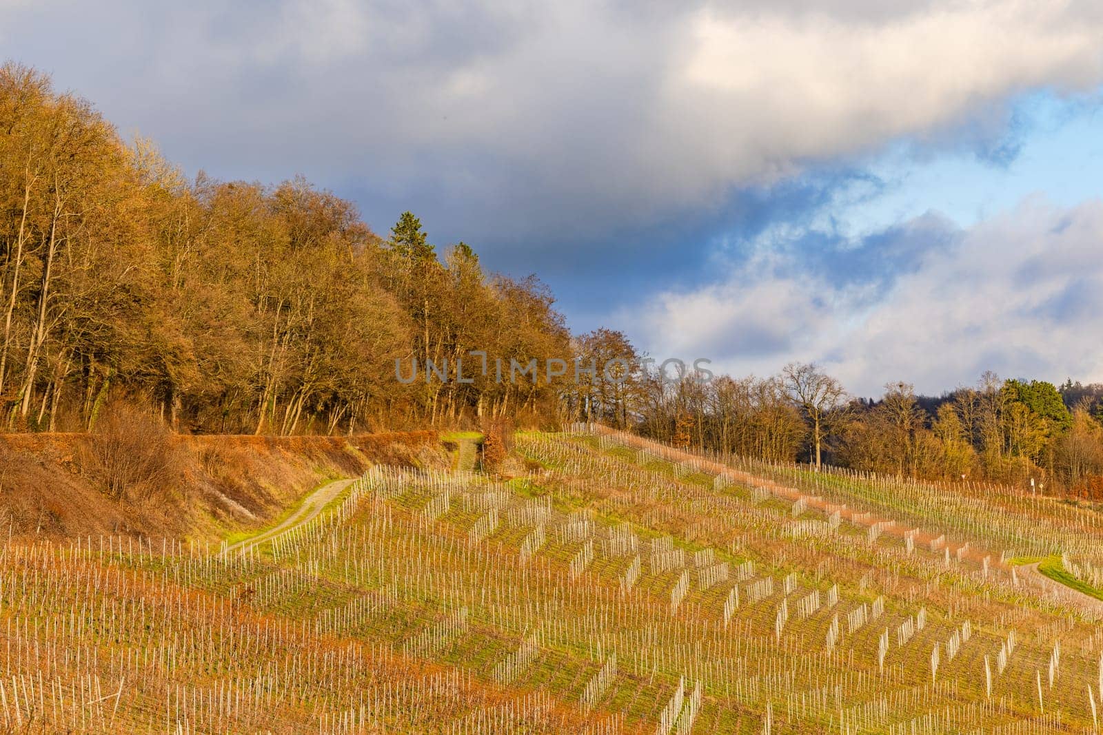 Picturesque vineyard with vines on a slope near Ingelfingen at sunset, Hohenlohekreis, Baden-Wuerttemberg, Germany