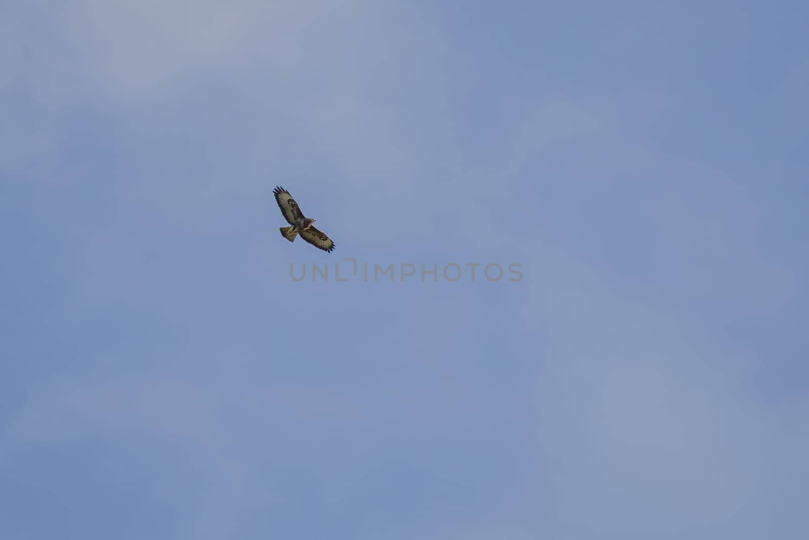 A strikingly patterned buzzard from below in gliding flight, Baden-Wuerttemberg, Germany