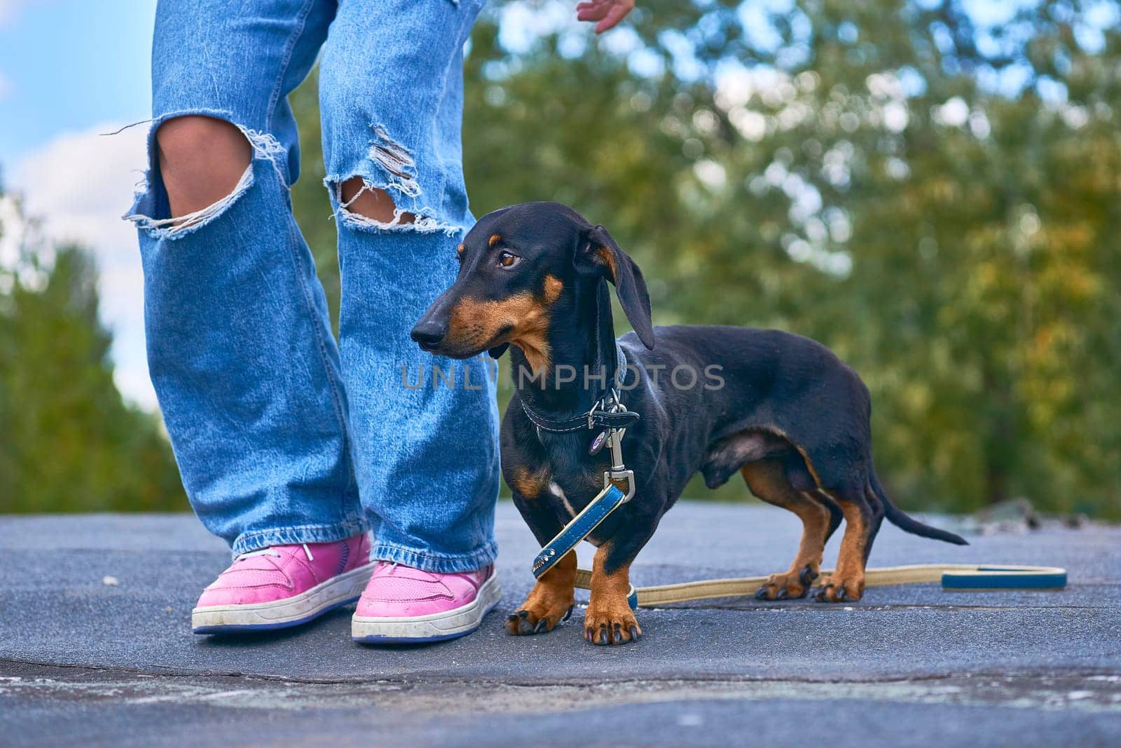 a dog of a short legged, long bodied breed.each of the limbs on which a person or animal walks and stands.