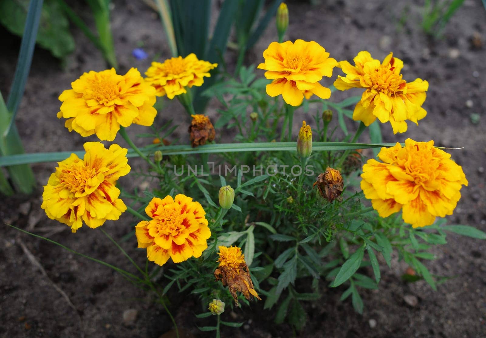 Yellow brown tagetes or African marigold plant is planted in a vegetable garden due to antibacterial thiophenes exuded by the roots