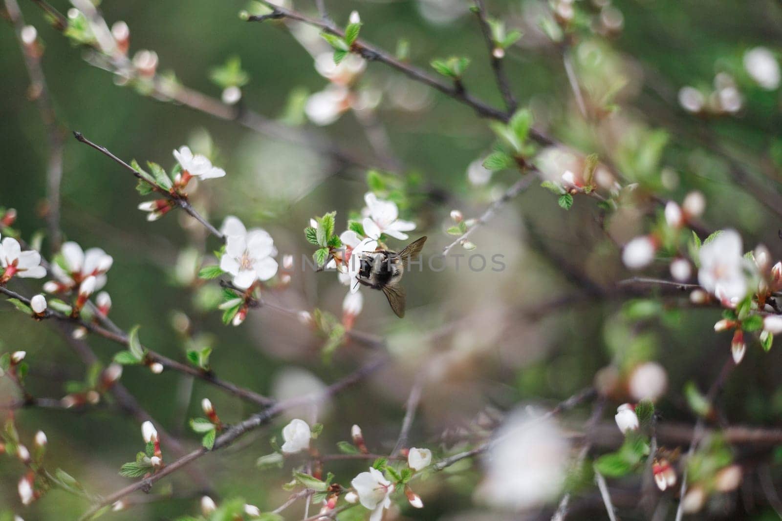 A large bumblebee pollinates the white flowers of a cherry tree in the garden in early spring