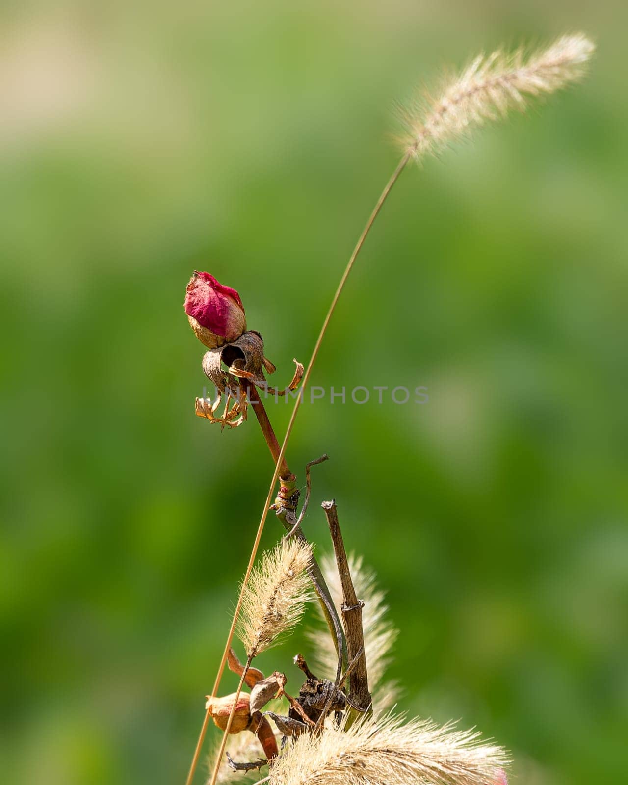 Dry rose flower on a green background by Millenn