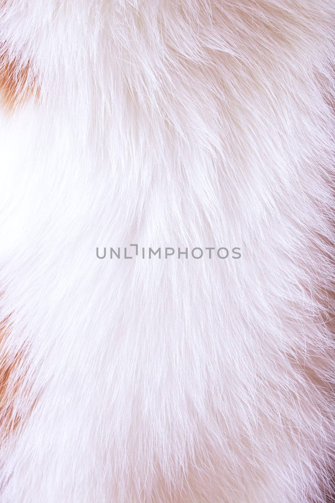 Background or texture of the animal's short white coat