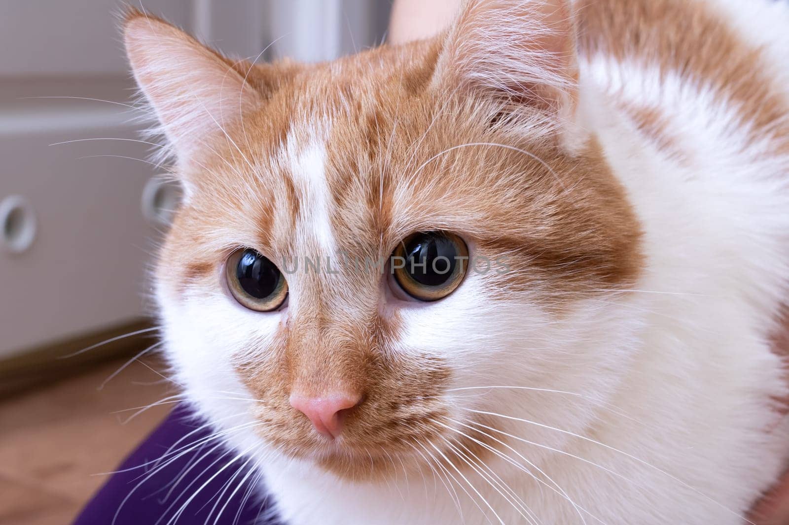 White-red cat with yellow eyes, close up portrait