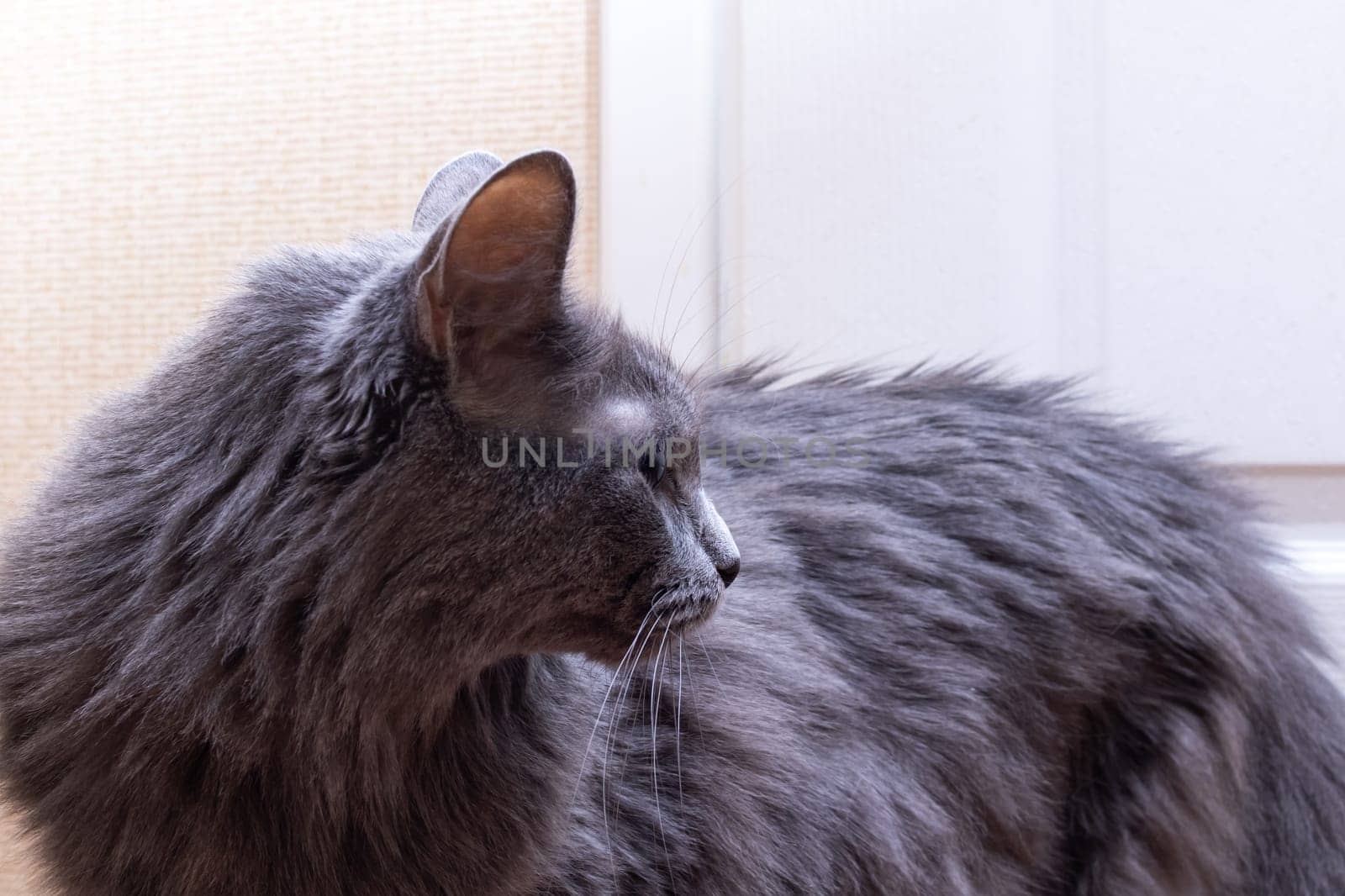 Gray fluffy big cat at home, close up portrait