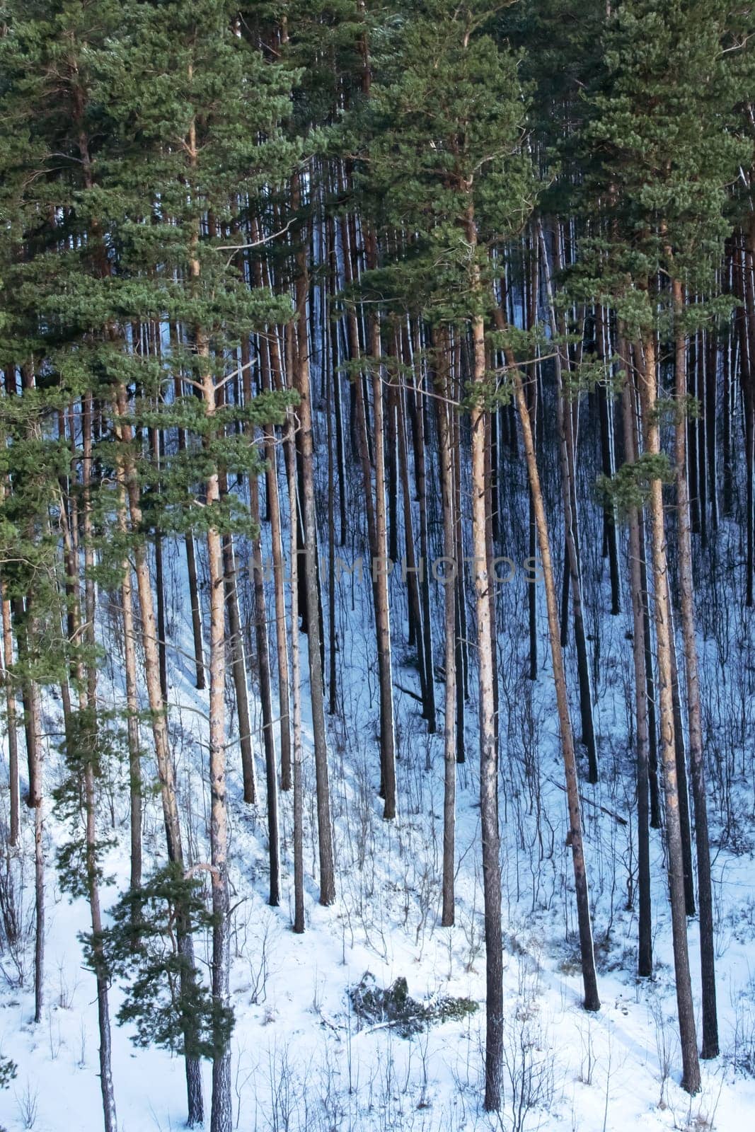 Pine forest in the snow view from above