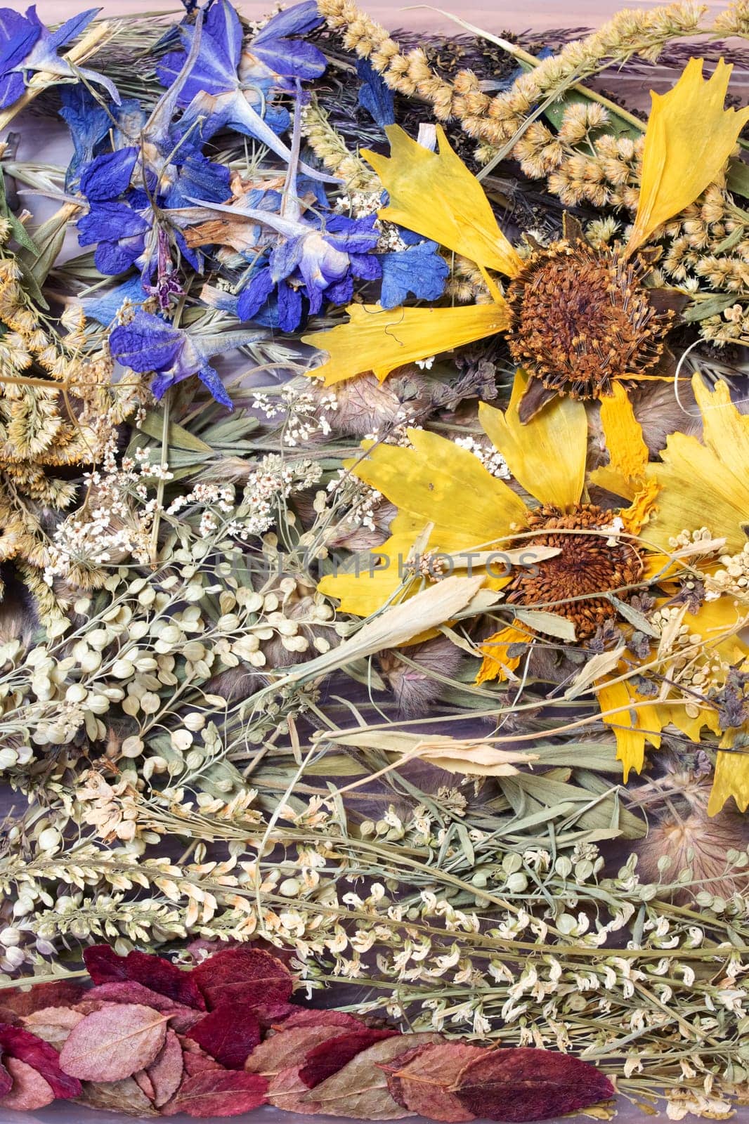 Herbarium dry yellow flower and grass leaves close up