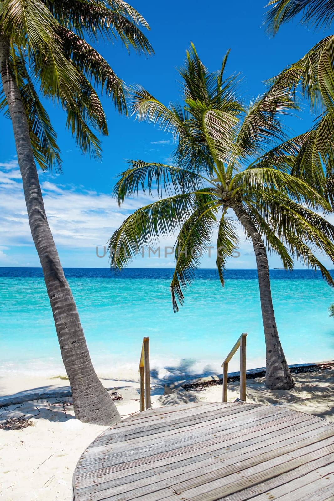 Beautiful palm tree with green foliage hanging under blue ocean water