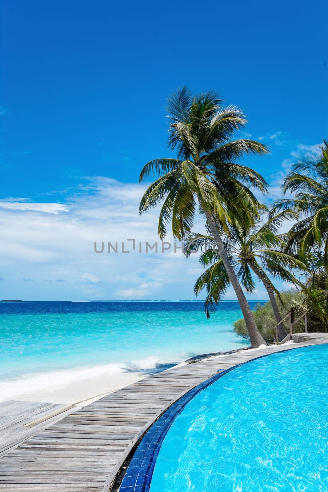 Beautiful palm tree with green foliage hanging under blue ocean water