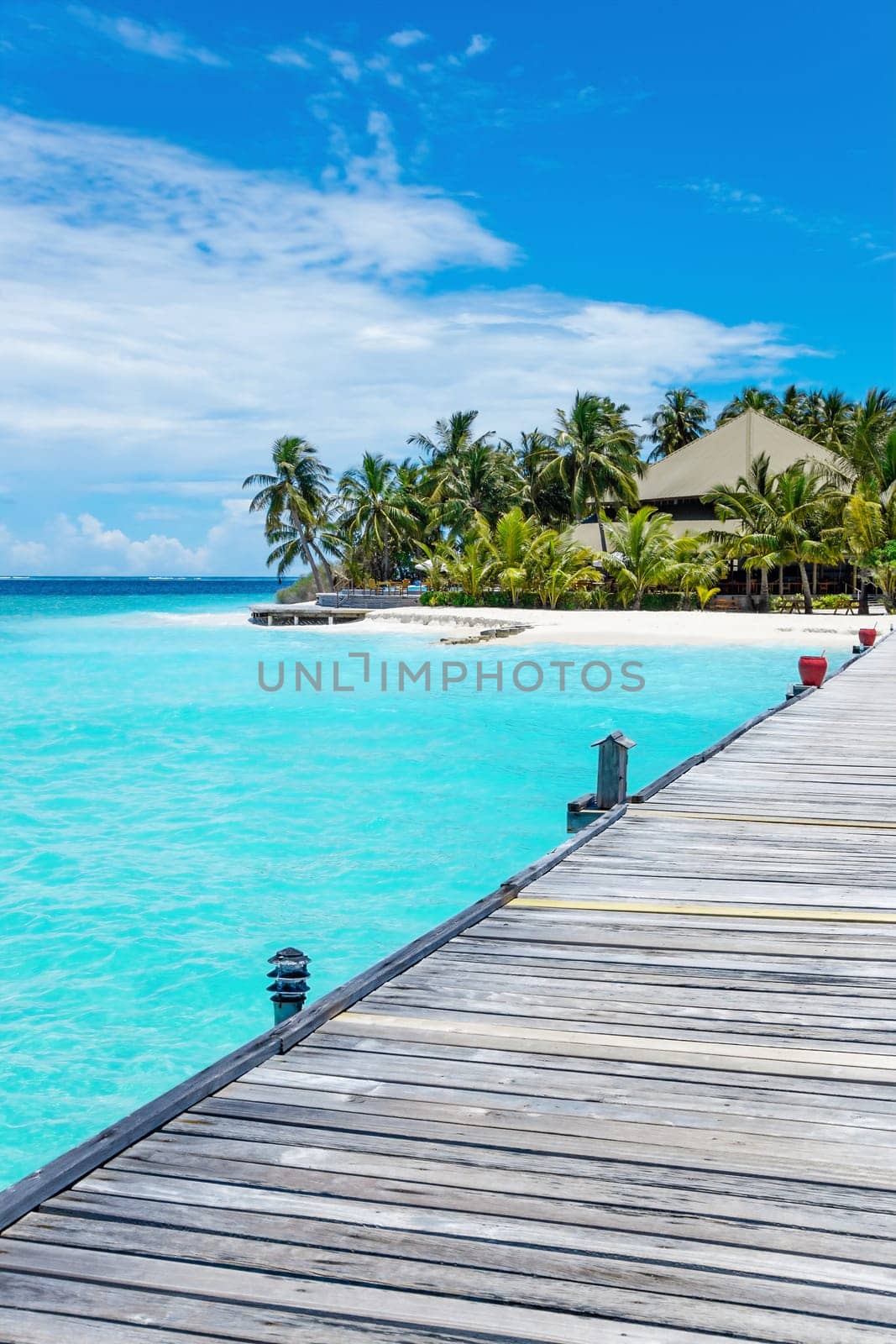 Beautiful palm tree with green foliage hanging under blue ocean water