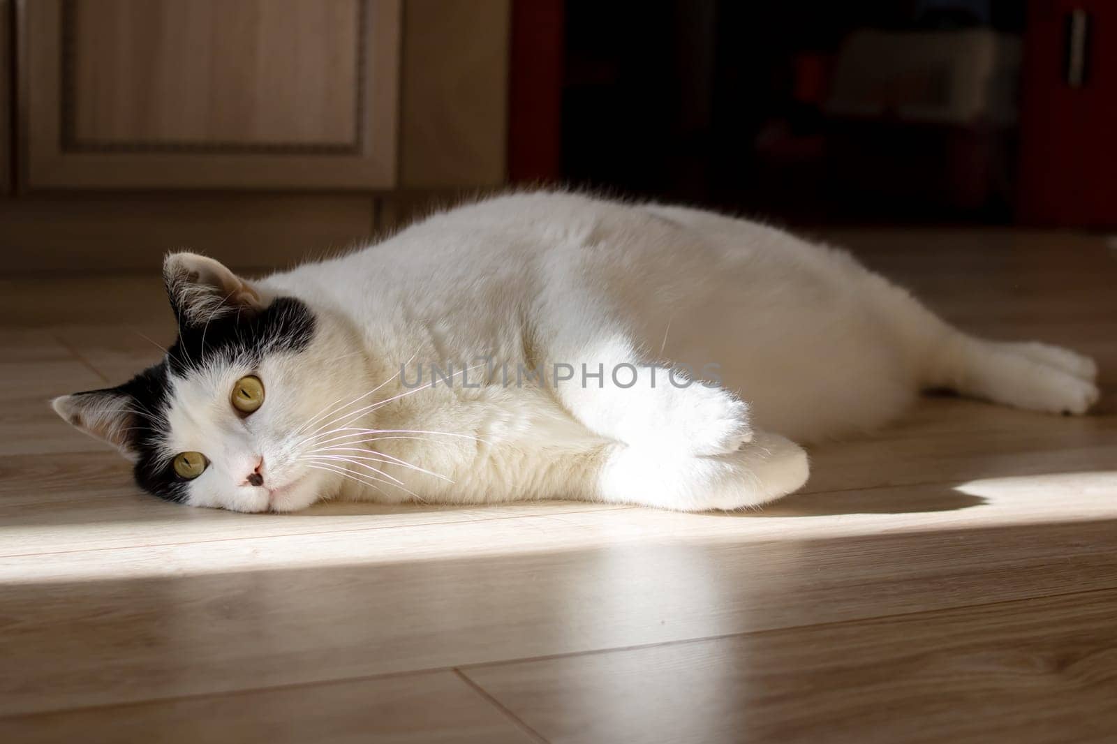 White cat lying on the floor in the sun close up