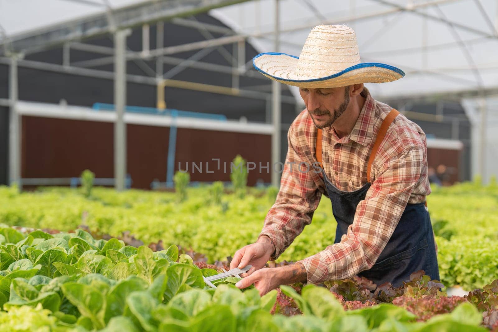 Farmers use vernier calipers to measure vegetables to track their growth in plant nursery farm. Smart agriculture technology concept.