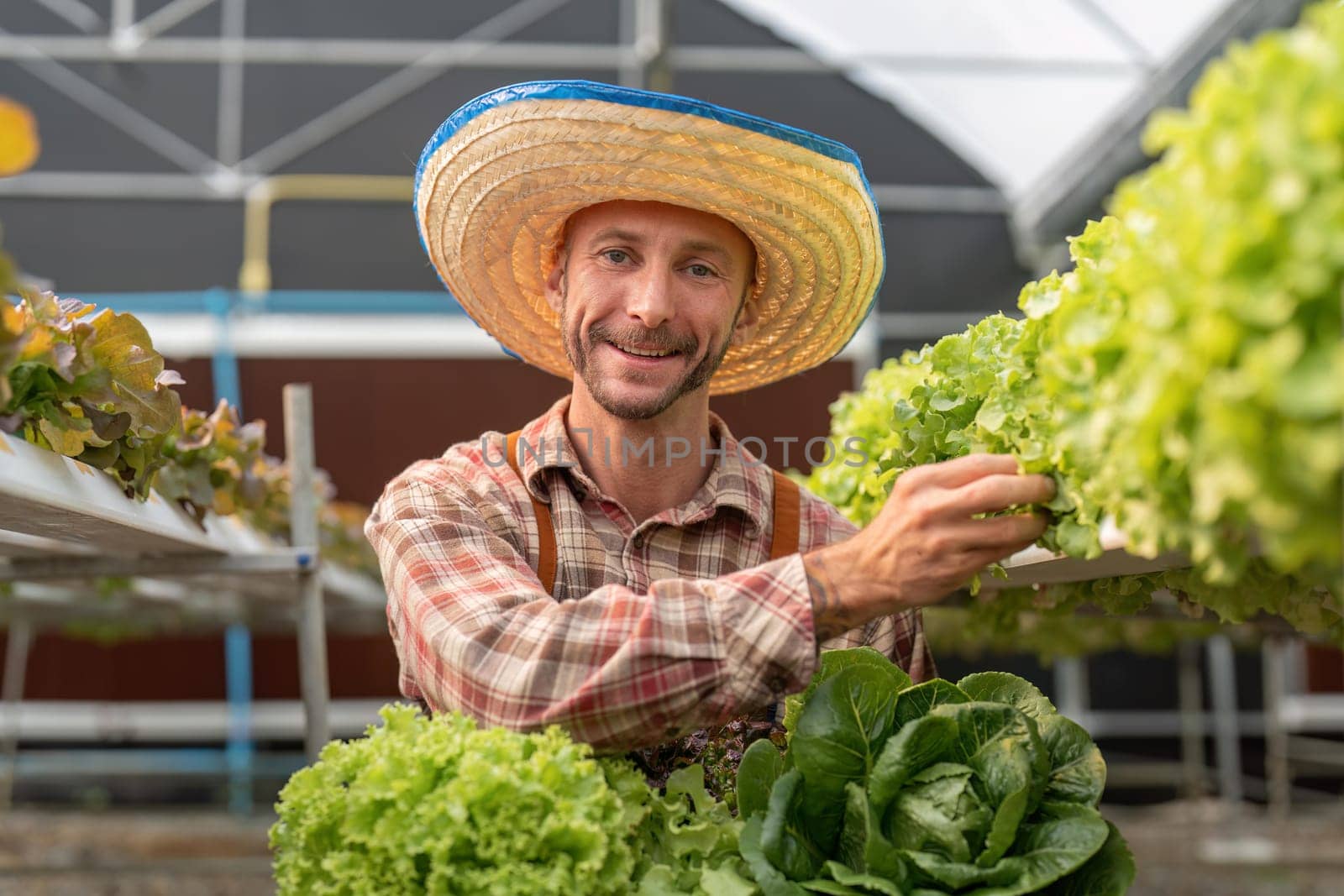 Farmer harvesting vegetable from hydroponics farm. Organic fresh vegetable, Farmer working with hydroponic vegetables garden at greenhouse.