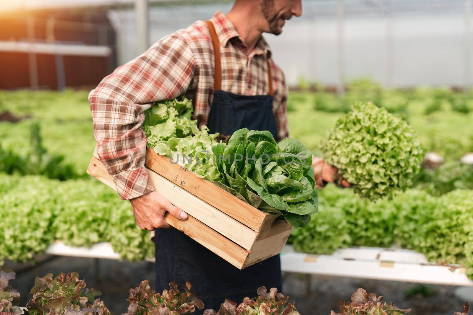 Farmer harvesting vegetable from hydroponics farm. Organic fresh vegetable, Farmer working with hydroponic vegetables garden at greenhouse.