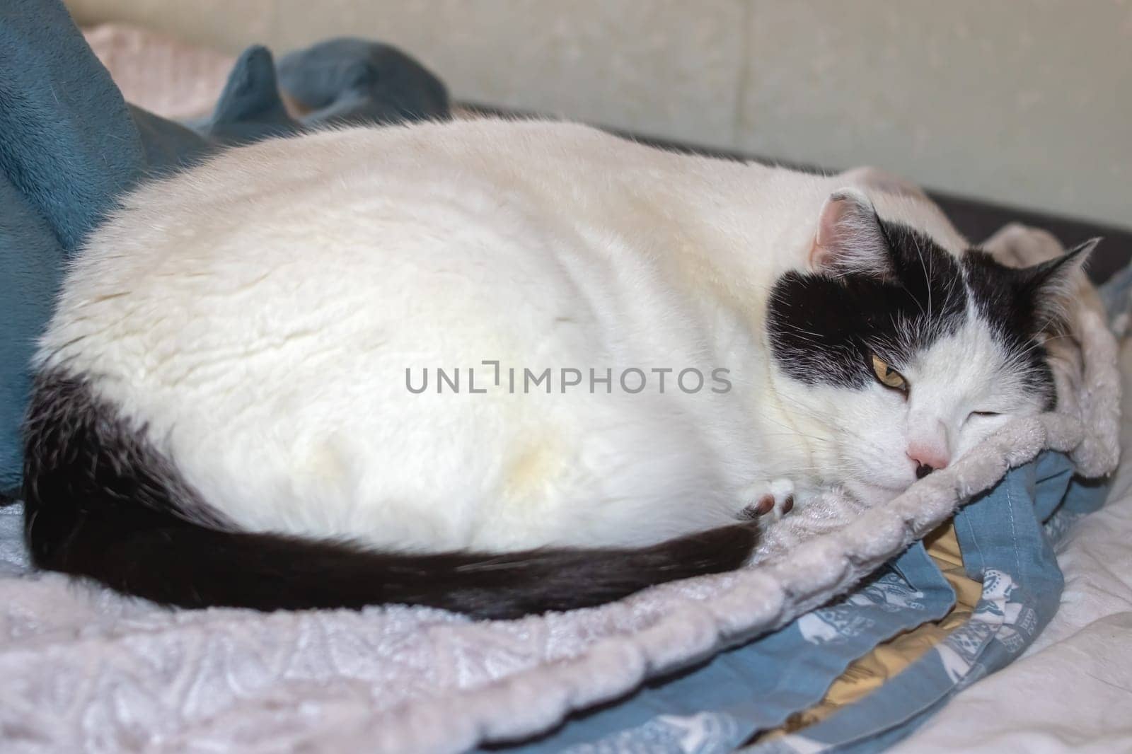 A fat white cat sleeps on a bed close up