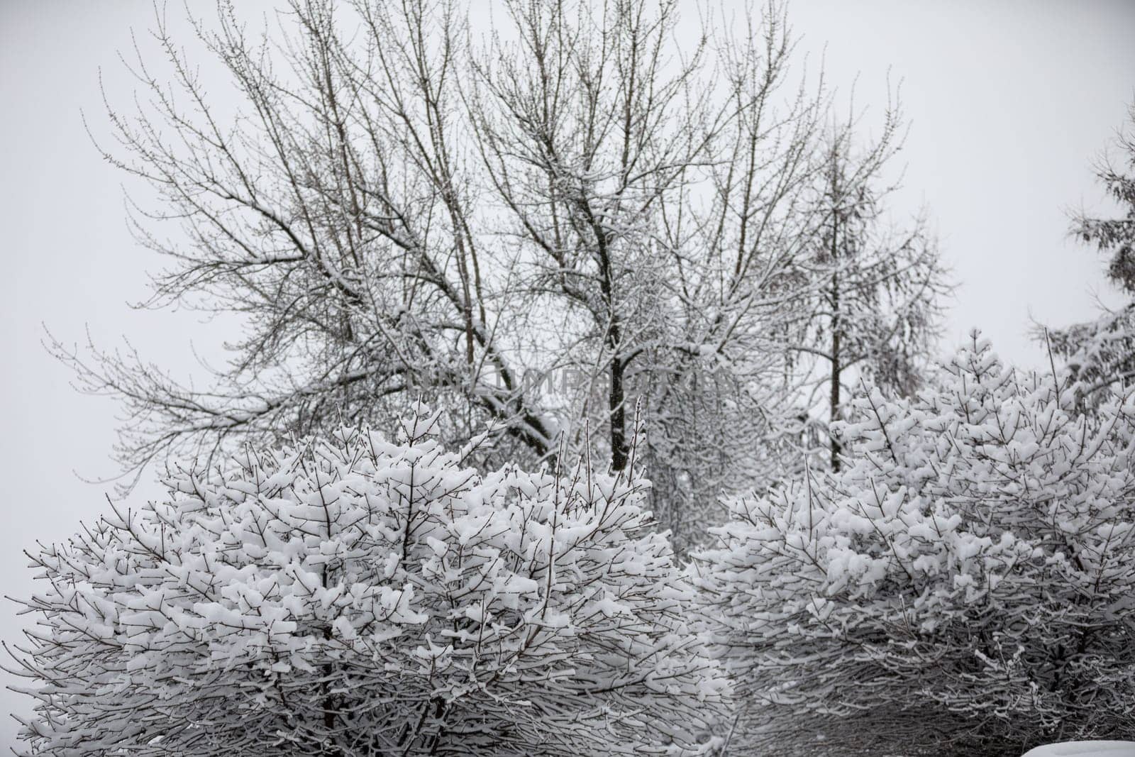 A view of the crowns of trees and top branches of shrubs against a bright sky. The branches of the plants are leafless because it is winter. Branches of trees and shrubs covered with a layer of fresh snow.