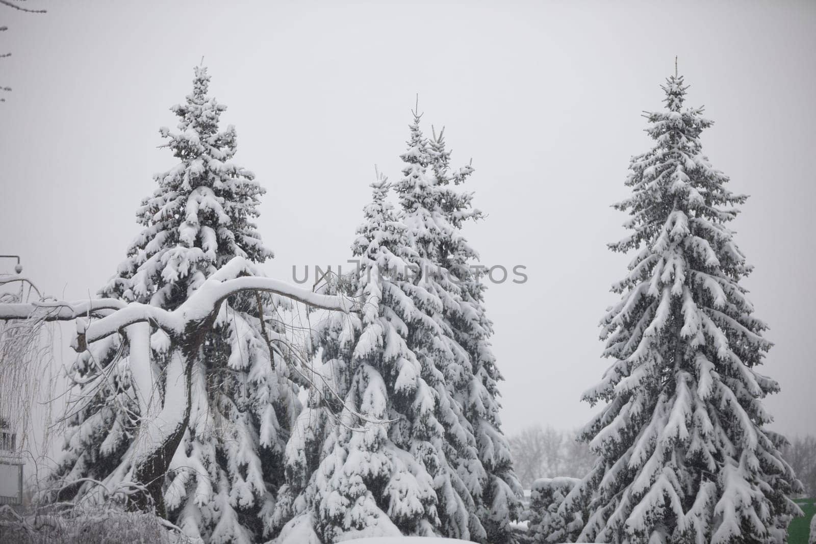Three tall trees growing near each other. The branches of the coniferous trees are green even in winter. A thick layer of snow lies on the branches of the trees. The branches bend under the weight of the snow.