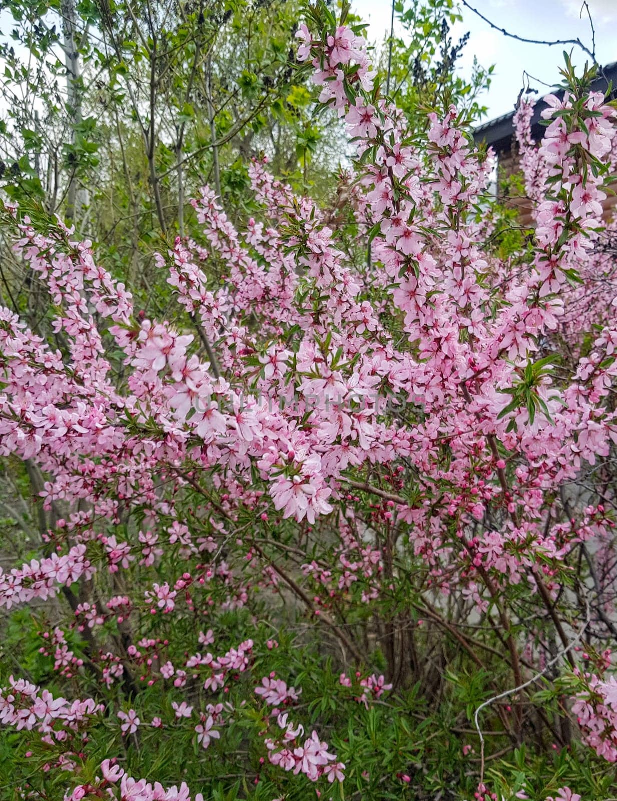 Beautiful blooming garden, white-pink flowering cherry bushes, plums, vertical