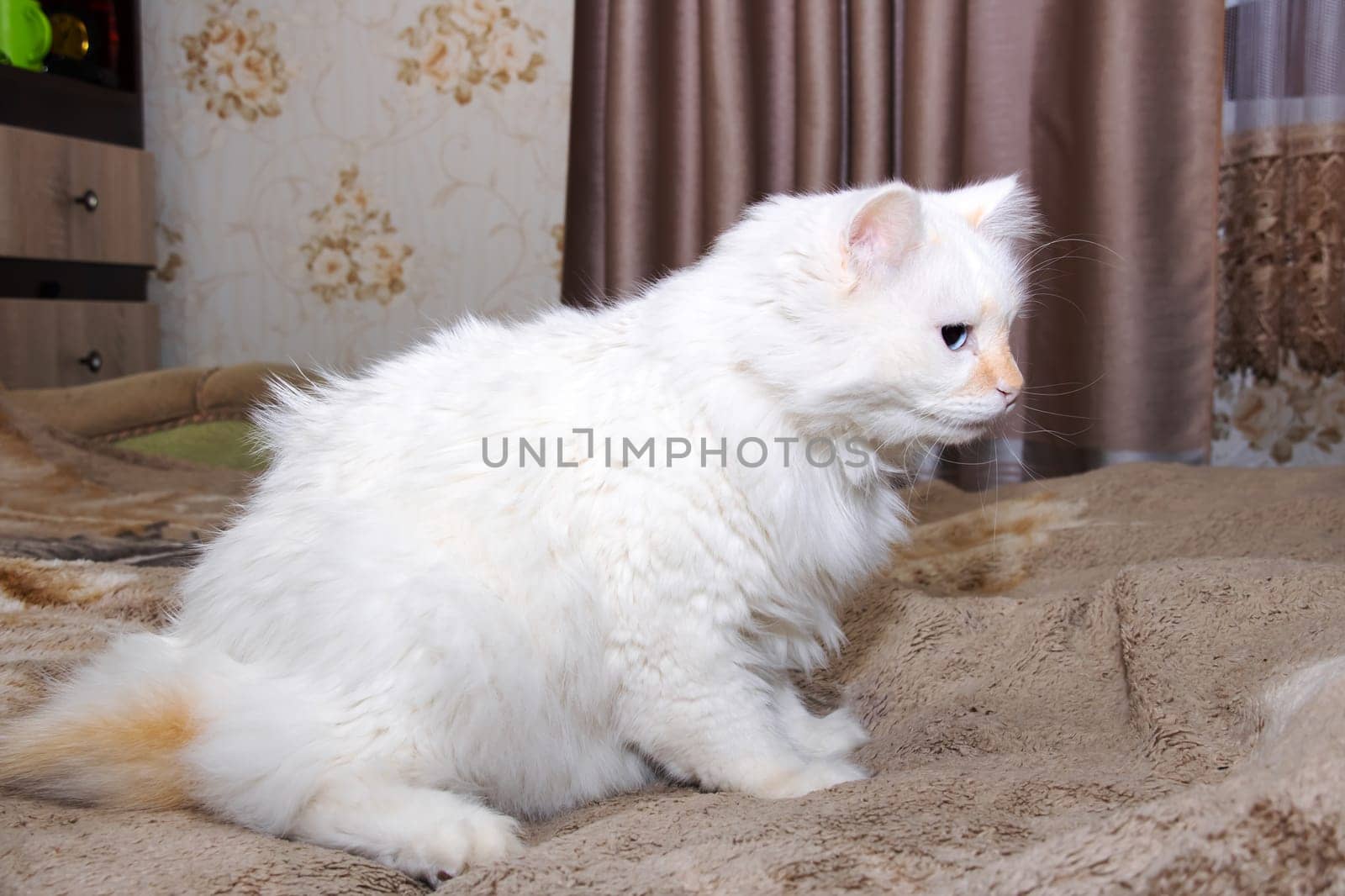 White fluffy cat with blue eyes sleeps on bed close up