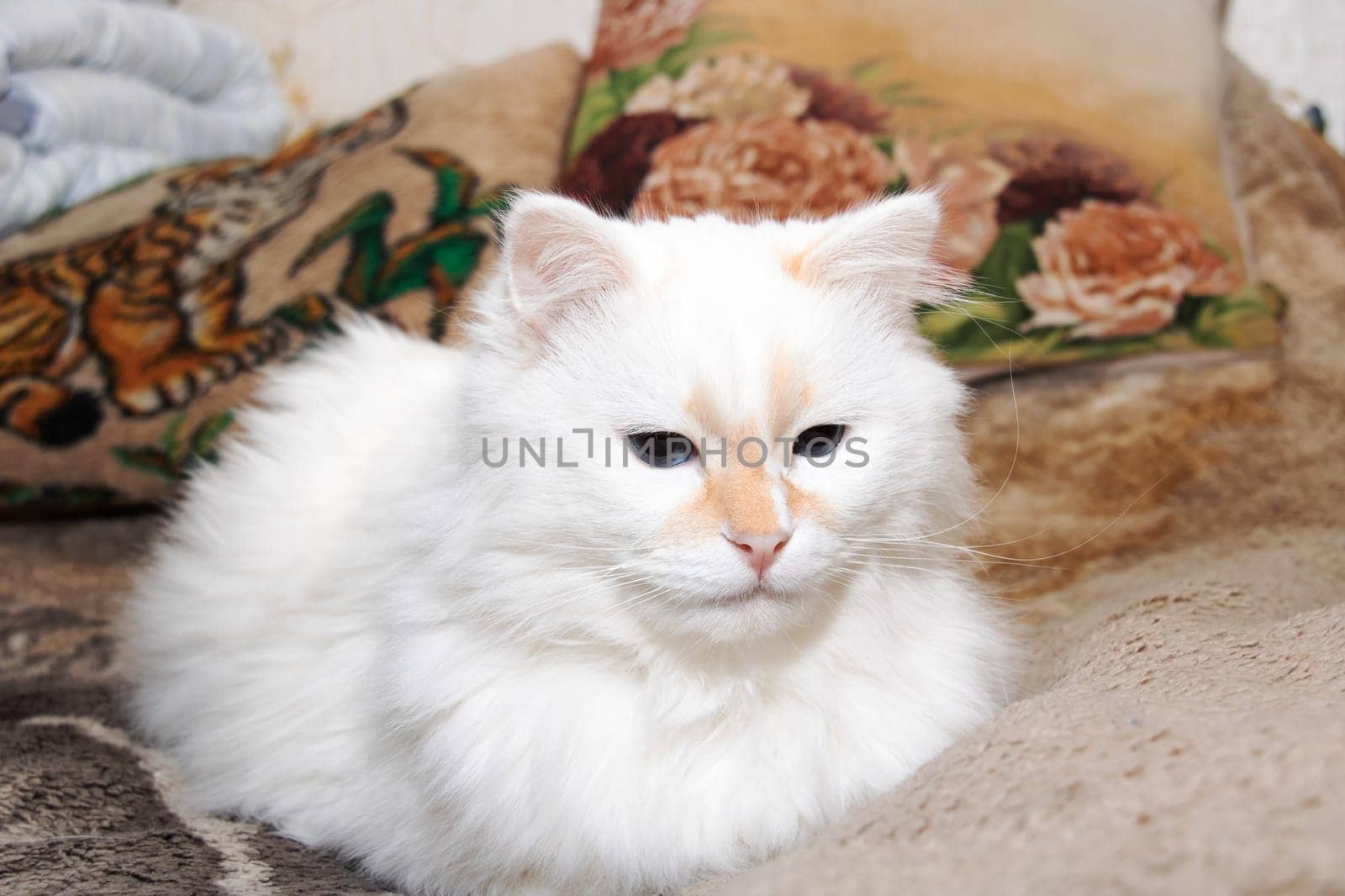 White fluffy cat with blue eyes sleeps on bed close up