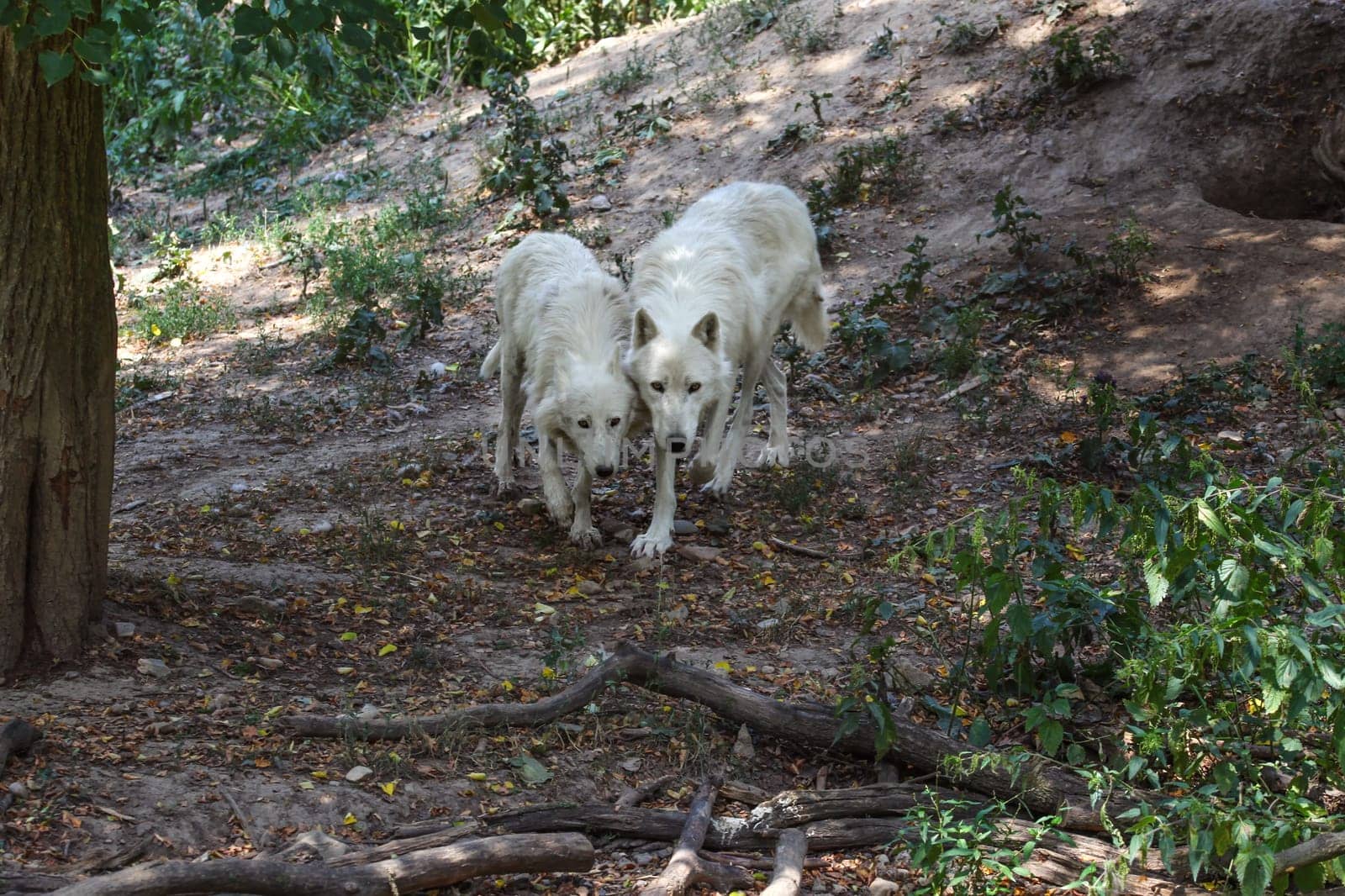 Pair of white wolves (Canis lupus arctos) walking in forest together.
