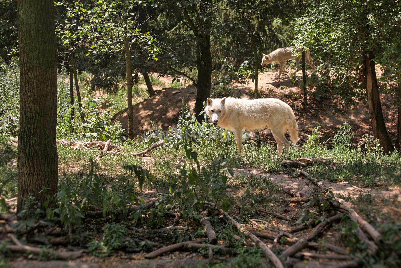 White wolf (Canis lupus arctos) walking in forest, another one in background.