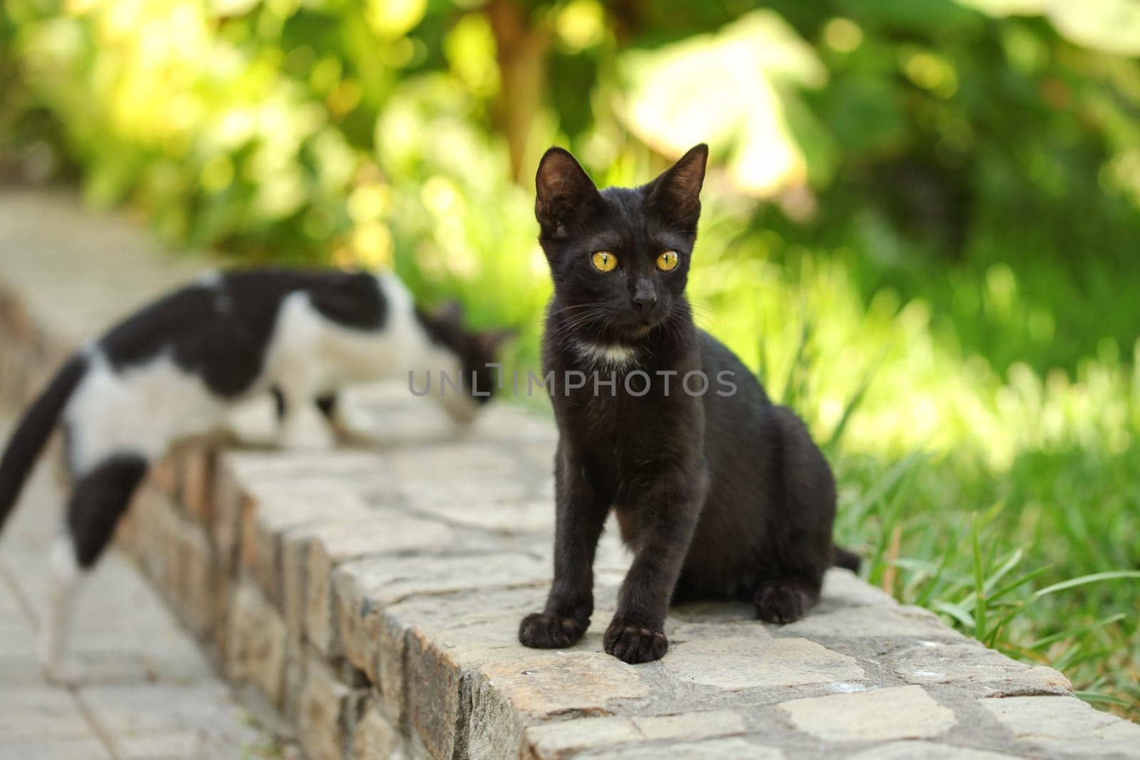Stray black cat sitting on pavement curb, another one in background, blurred sun lit green harden behind