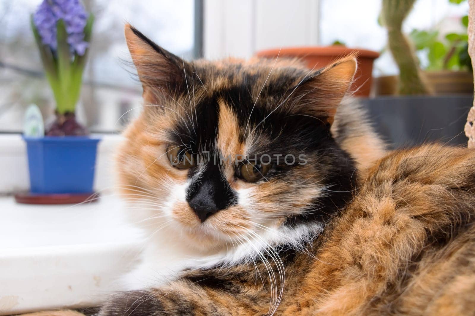 Three-color cat with yellow eyes close up portrait