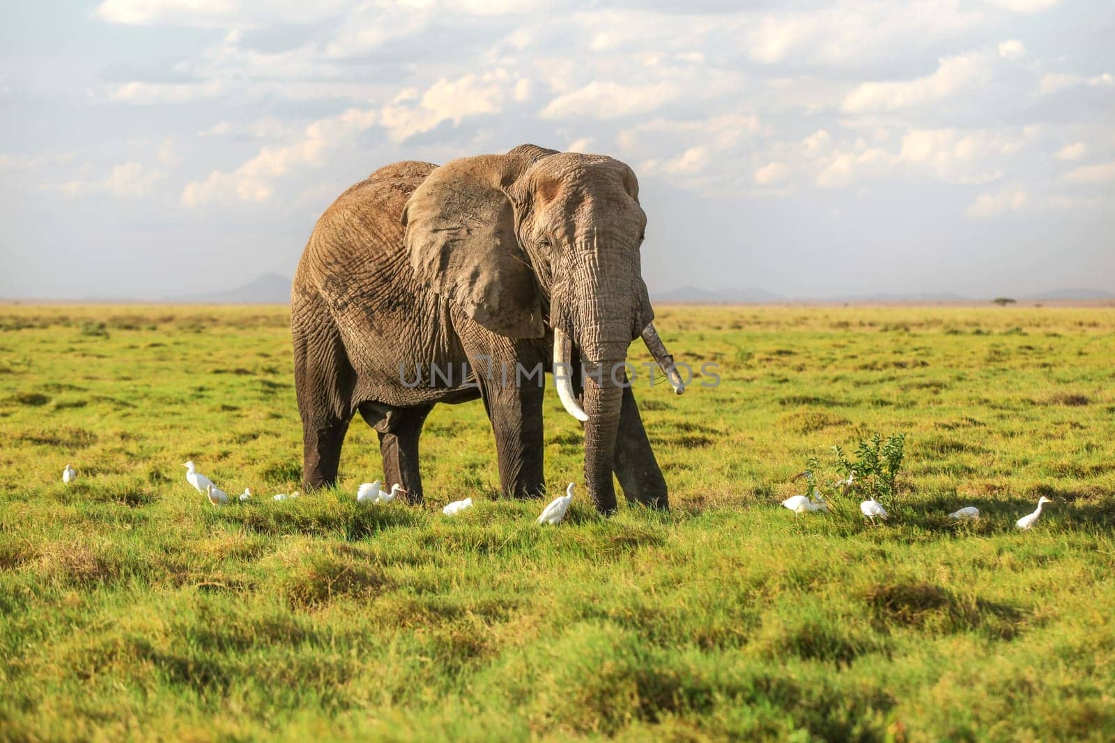 African bush elephant (Loxodonta africana) walking in low savanna grass, white heron birds around on ground.