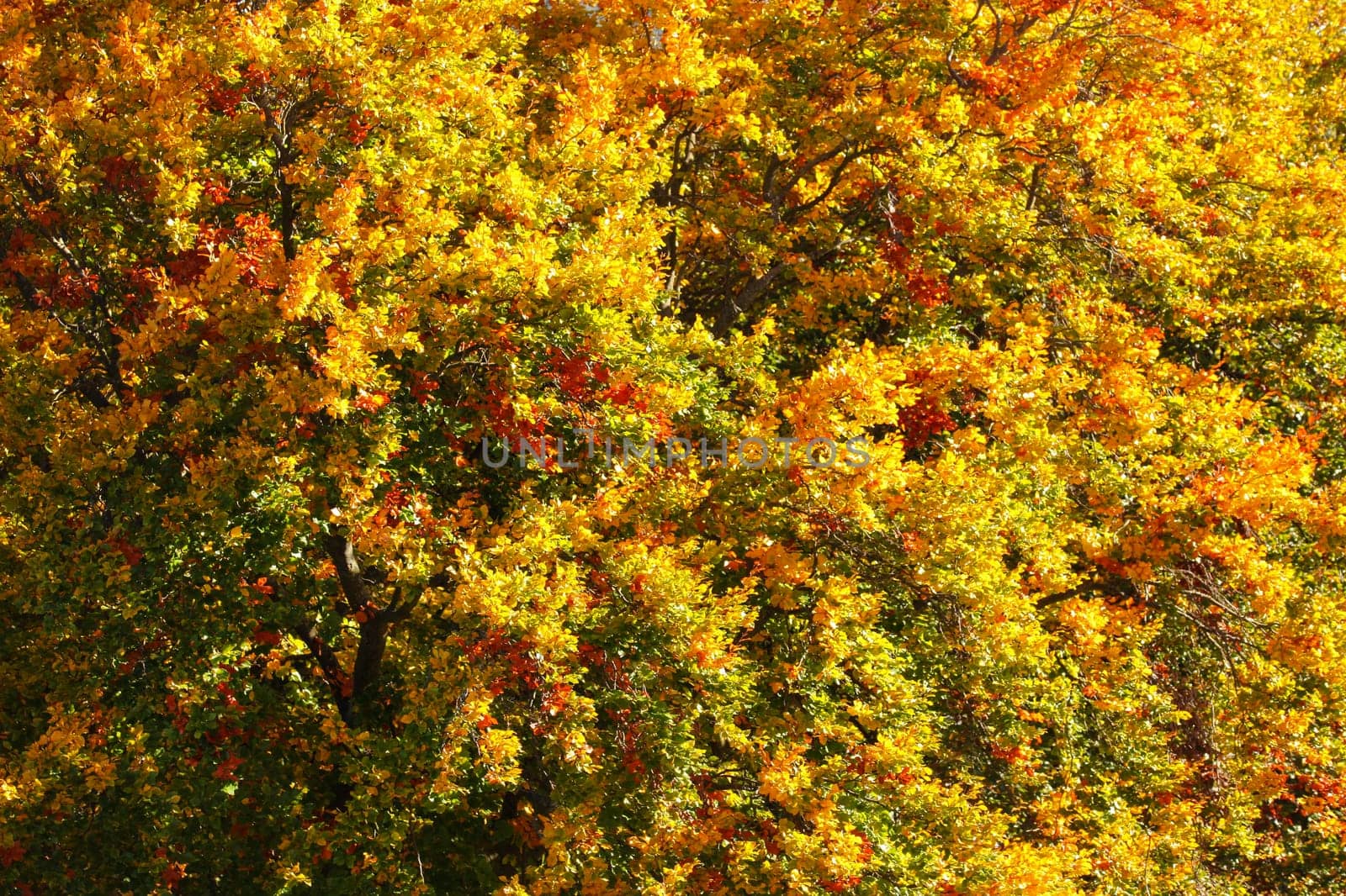Sun shining on tree branches covered with vividly coloured autumn leaves. Abstract fall background.